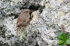 Pacific Wren